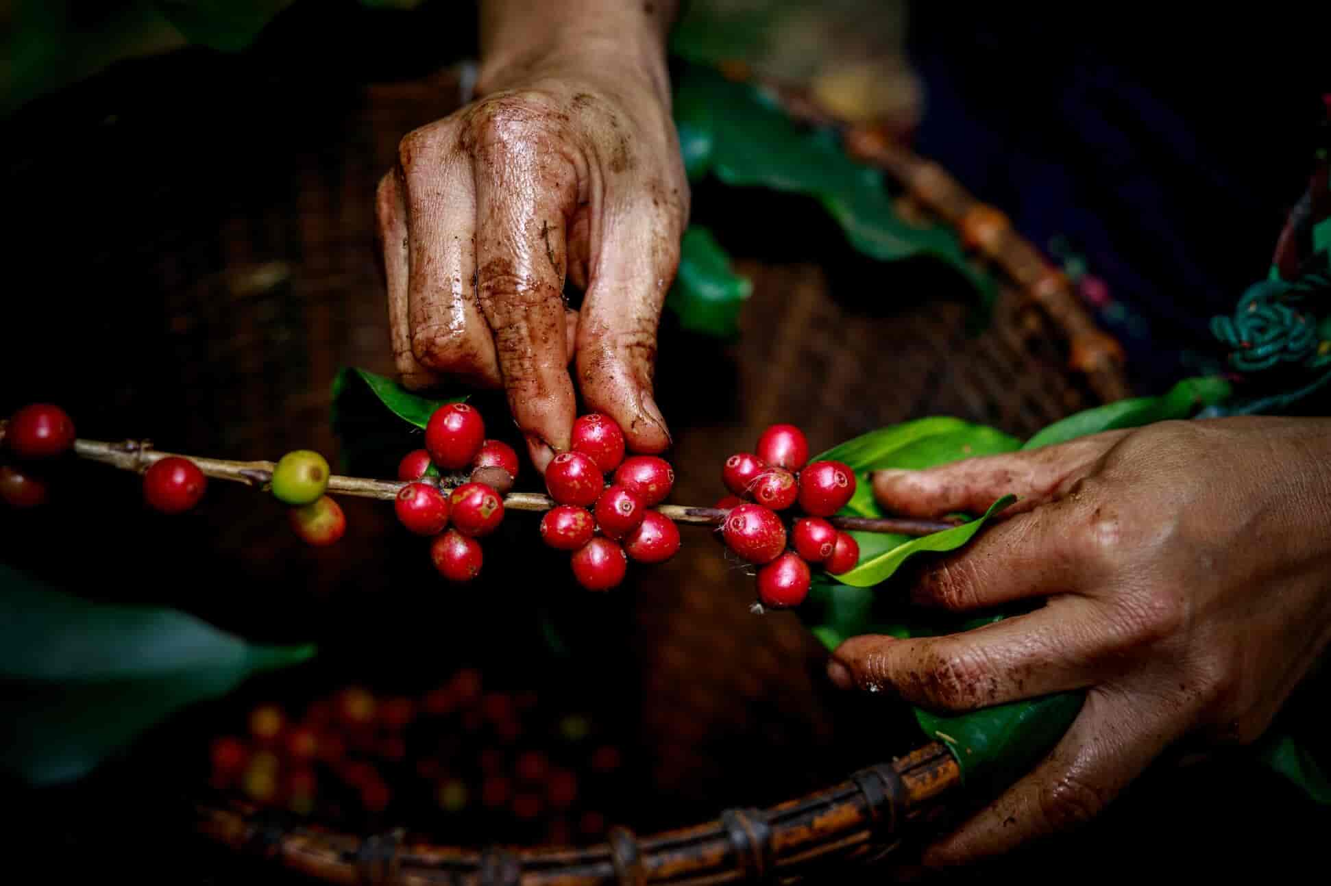 Red coffee beans in hand farmers - Thailand